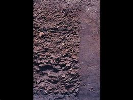 Image result for Histosols Soil