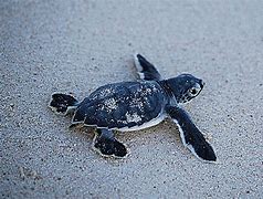 Image result for Sea Turtle Babies