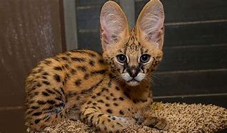 Image result for Serval Cat Figurine