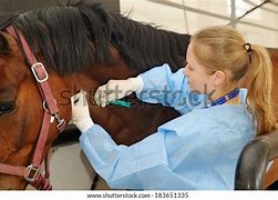 Image result for Horse Nursing