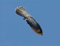 Image result for Fastest Animal Peregrine Falcon