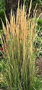 Image result for Karl Foerster Grass with Clear Background