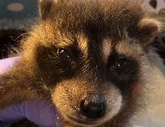 Image result for Baby Raccoon Dog