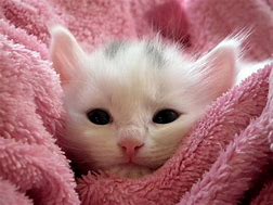 Image result for Cute Cat Therapist