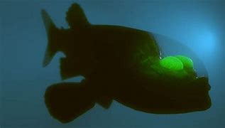 Image result for Scary Sea Creatures