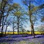 Image result for Spring Evening in the Country