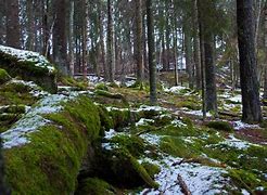 Image result for Swedish Forest