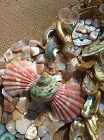 Image result for Mermaid Green Shells