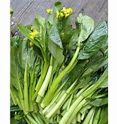 Image result for Choy Sum