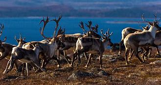 Image result for Labrador Caribou