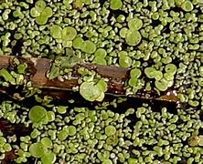 Image result for Greater Duckweed