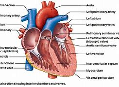 Image result for Human Body Septum