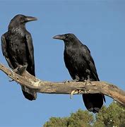 Image result for Most Graceful Raven in the World