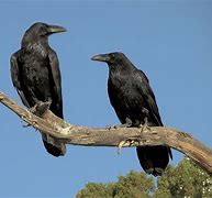 Image result for Photo of a Raven