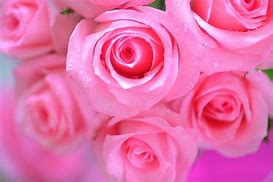 Image result for Fresh Pink Flowers