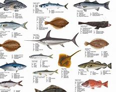 Image result for Atlantic Catfish