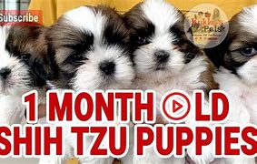 Image result for 12 Week Old Shih Tzu