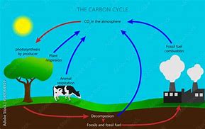 Image result for Basic Carbon Cycle Diagram