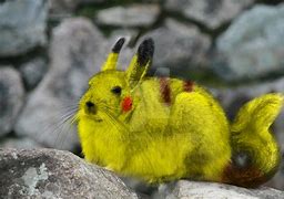 Image result for Real Life Pikachu