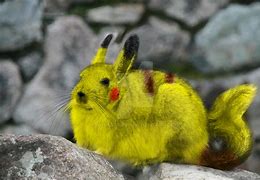 Image result for Real Life Pikachu