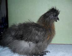 Image result for Cute Silkie Chickens