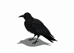 Image result for Crow Animation Pic