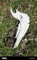 Image result for Llama Jaw