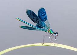 Image result for Dragonfly Fly