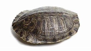 Image result for Turtle Made Out of Shells