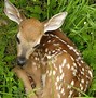 Image result for Newborn Deer Fawn