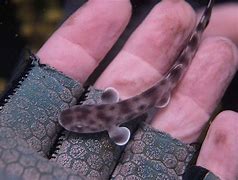 Image result for Little Pet Sharks