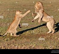 Image result for Fighting Lion Gun