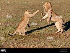 Image result for Viking Fighting a Lion