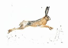 Image result for Leaping Hare Datsun