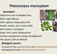 Image result for Pterocarpus Luang Prabang