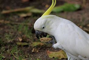 Image result for sulphur crested cockatoo habitat