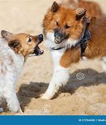 Image result for Many Dogs Barking