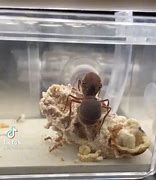 Image result for Atta Ant and Fungi