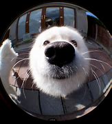 Image result for Fisheye Lens View