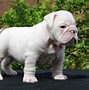 Image result for Big Bulldog