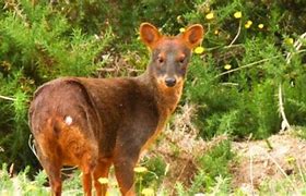 Image result for Pudu Bird