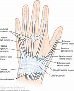 Image result for Common Extensor Tendon Anatomy