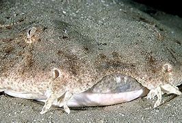 Image result for Angel Shark