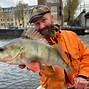 Image result for Perch Fishing