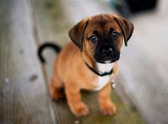 Image result for Cute Dog Pitchers