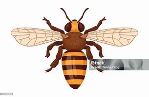 Image result for Cartoon Bee Top View