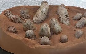 Image result for Gobi Dinosaur Eggs