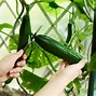 Image result for Cucumber Plant