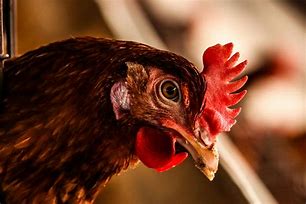 Image result for Poultry Pictues