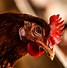 Image result for Poultry Pictues